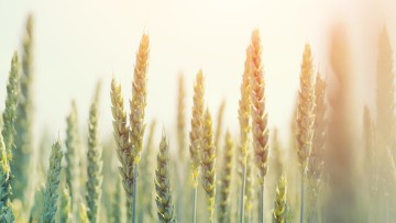 Ochrana pšenice