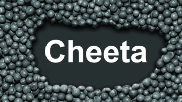 Cheeta