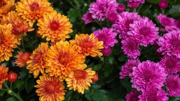 Chrysantéma