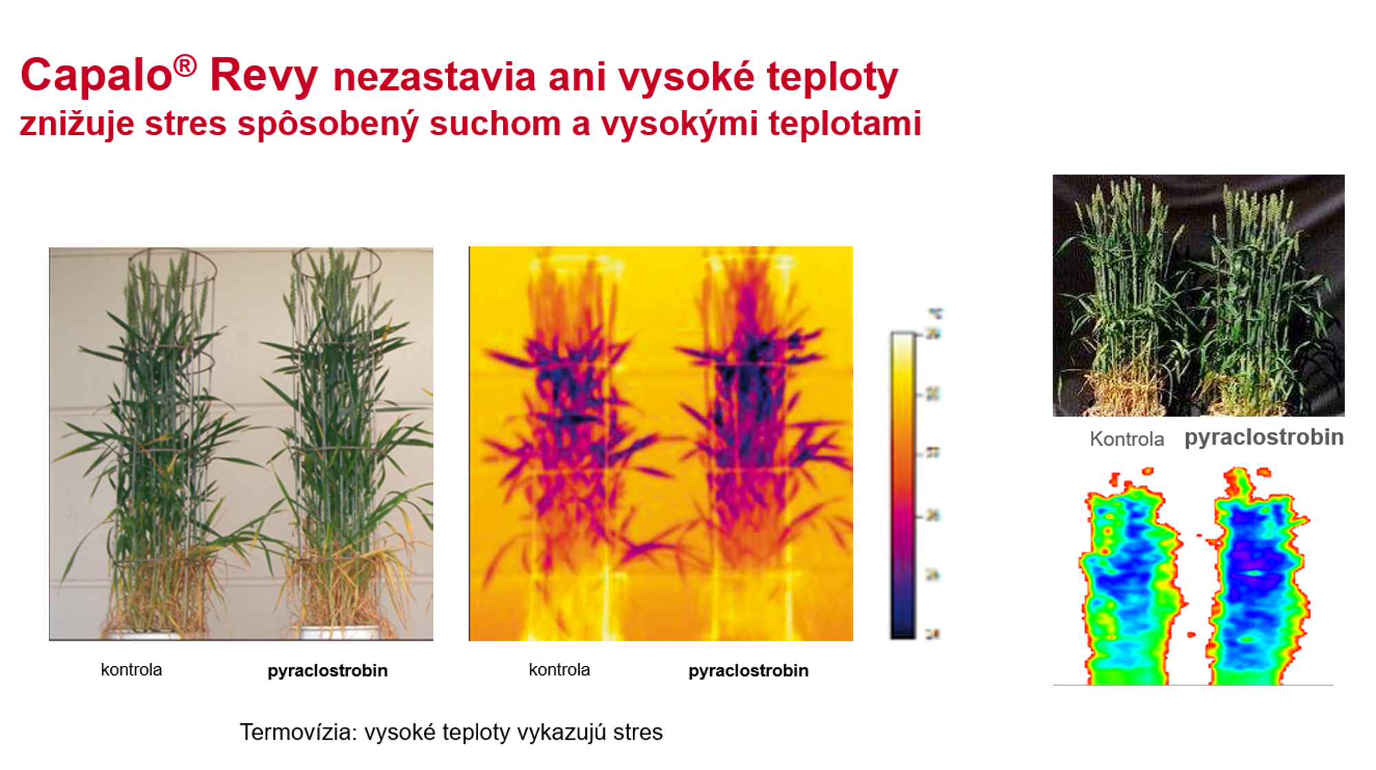 Termovízna fotografia porastu obilnín s Capalo Revy aj bez