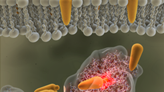 ilustrácia miesta v bunke, kde Revysol pôsobí proti patogénu