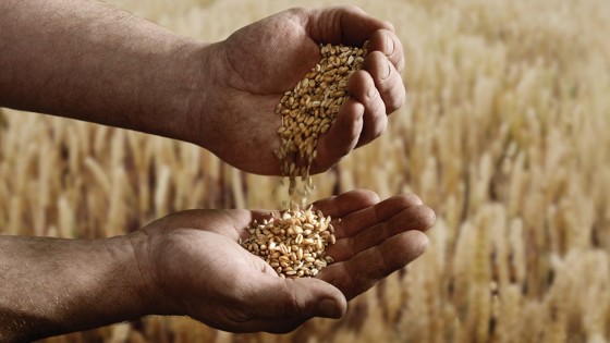 Grains in Hands