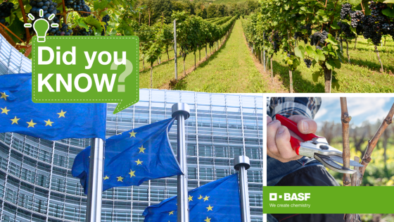 EU regulácie a prerezávanie viniča