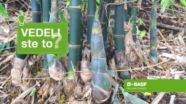 bambus spôsobuje spory so susedmi?