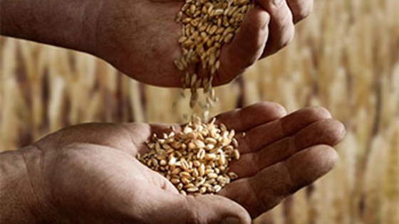 Grains in Hands