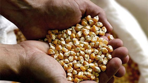 A handful of grains